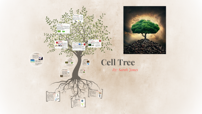 Cell Tree by Sarah Jones on Prezi