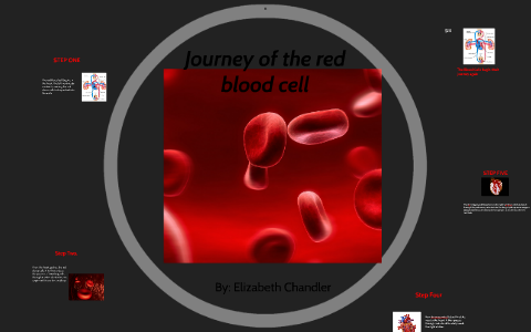 Journey of the red blood cell by Elizabeth Chandler on Prezi