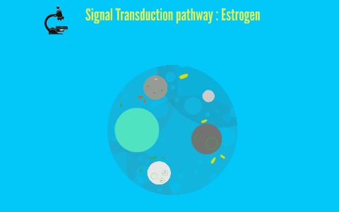 Signal Transduction pathway : Estrogen by flora hogestad on Prezi