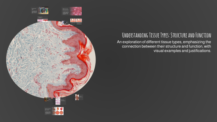 Understanding Tissue Types Structure And Function By Zariah Jenkins On