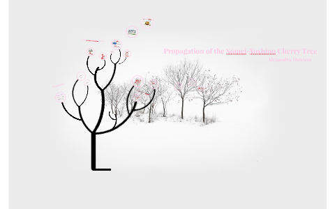 Propagation Of Yoshino Cherry Tree By Alie Dawson