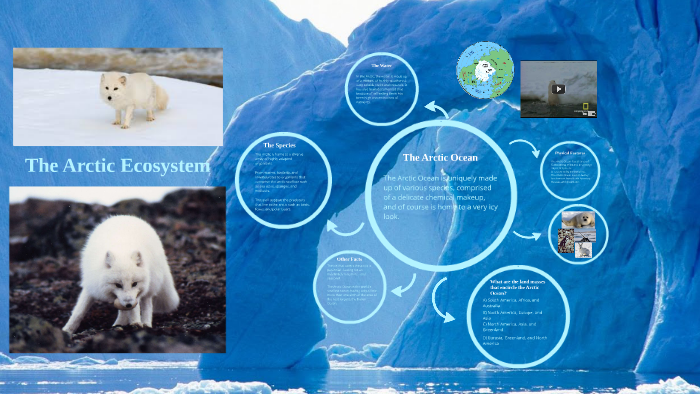 Arctic Ecosystem by David Penafiel on Prezi