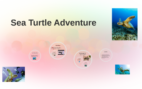 Sea Turtle Adventure by Sara Li on Prezi
