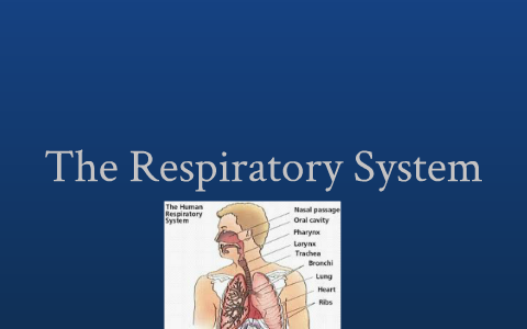 Body System Research : Respiratory System by Haley Lynn on Prezi