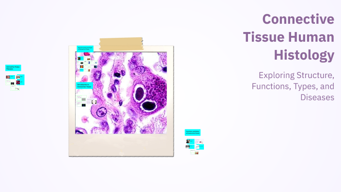 Connective Tissue Human Histology by Habiba Shamas on Prezi