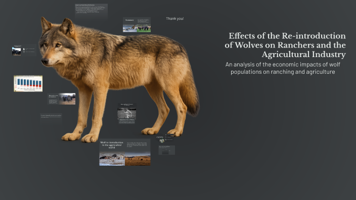 Wolf Introduction Effects of the Re-introduction of Wolves on Ranchers and the ...