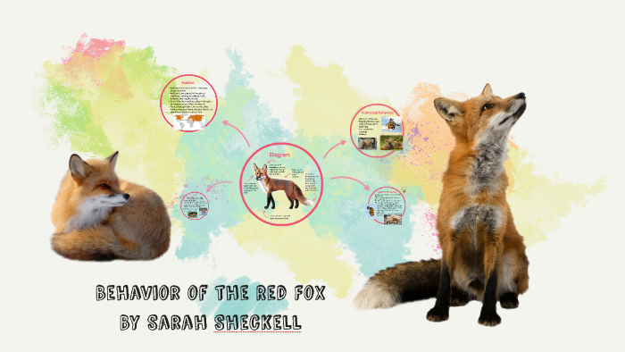 Behavior of the Red Fox by Sarah Sheckell