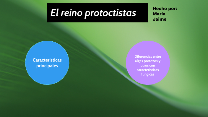 Las Células Protoctistas by jaime jimenez on Prezi