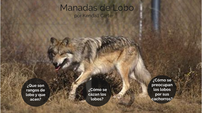 Manadas de Lobo by Kendall Carter