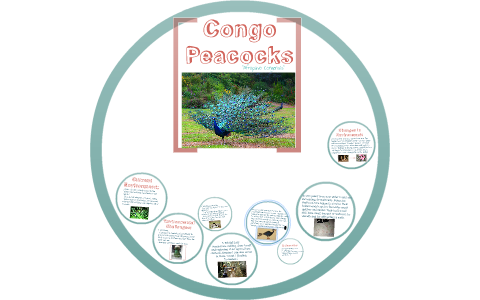 Congo Peacocks by Melissaq Osvaldo on Prezi