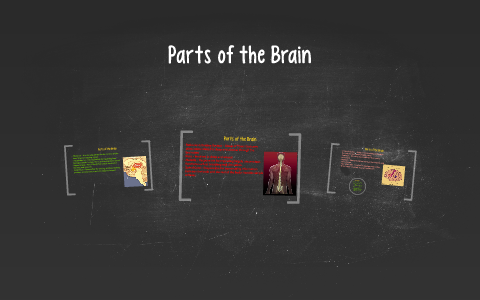 Parts of the Brain by alayna halford on Prezi