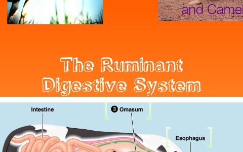 The Wonder that is the Ruminant Digestive System by Hannah Johnson on Prezi