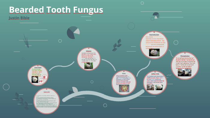 Bearded Tooth Fungus by Justin Bible on Prezi