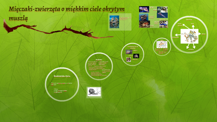 Mięczaki Zwierzęta O Miękkim Ciele Okrytym Muszlą