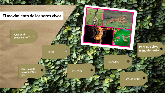 El movimiento de los seres vivos by MARIA INES ALENCASTRO on Prezi