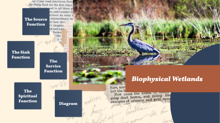 Wetlands by Sophie Ridley on Prezi