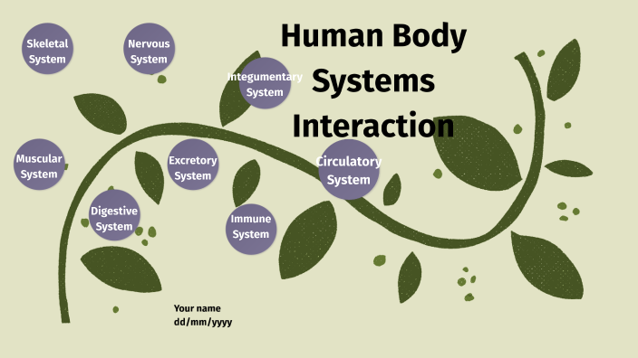 Human Body Systems Interaction By Gemmila Cadd