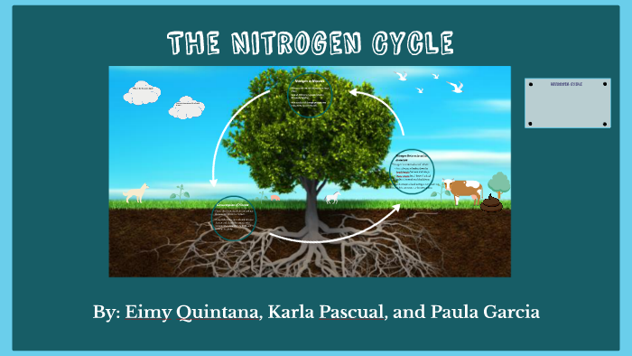 The Nitrogen Cycle by Paula Garcia on Prezi