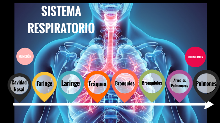 sistema respiratorio by Gabriela Castro on Prezi