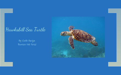 Hawksbill Sea Turtle by Evelin Barajas on Prezi