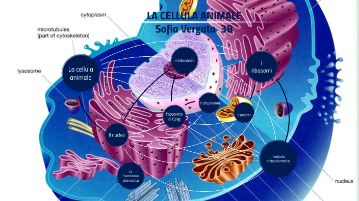 cellula animale by Sofia Vergata on Prezi