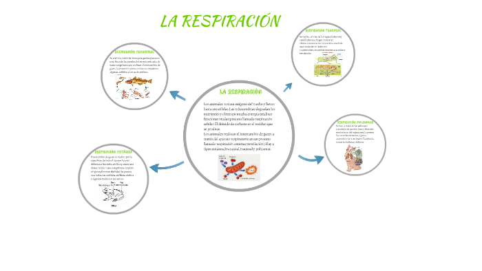 La RespiraciÓn By Valeria Pihal On Prezi