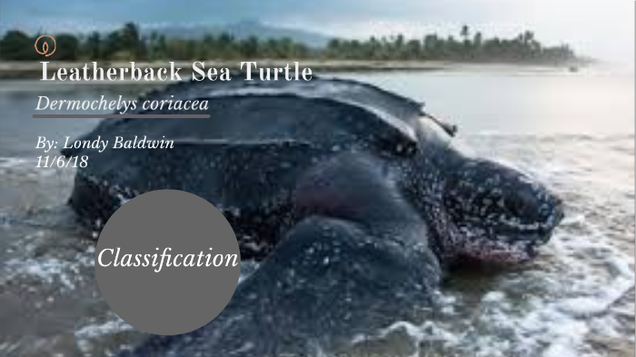 Leatherback Sea Turtle by Londy Baldwin on Prezi