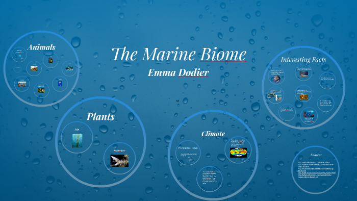 the marine biome climate