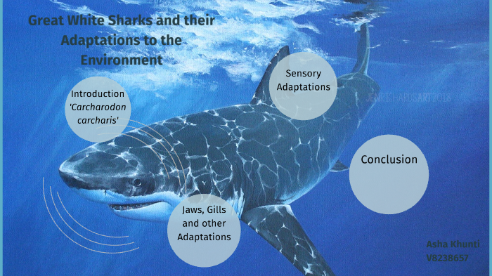 Great White Sharks and their Adaptations to the Environment by Asha ...