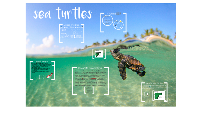 Sea Turtles Presentation much turtle by Davis Dodds on Prezi