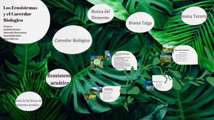 Los Ecosistemas y el corredor biologico by Anabella Sánchez on Prezi