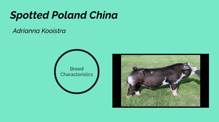 Spotted Poland China by Adrianna Kooistra on Prezi