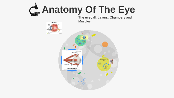 Anatomy Of The Eye by Isabel Gaytan on Prezi
