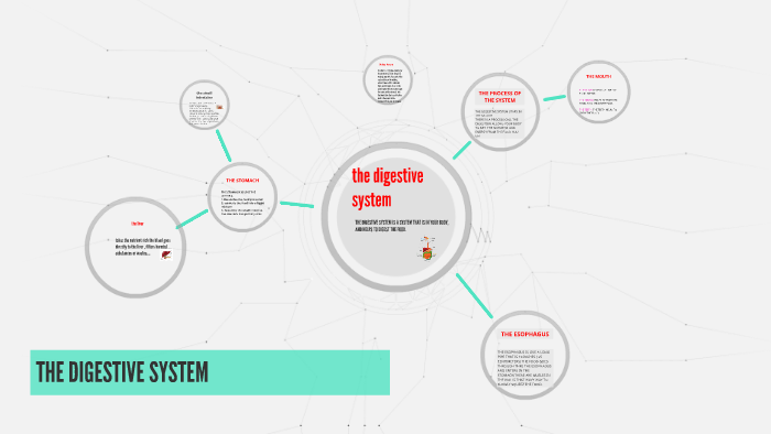 the digestive system by on Prezi
