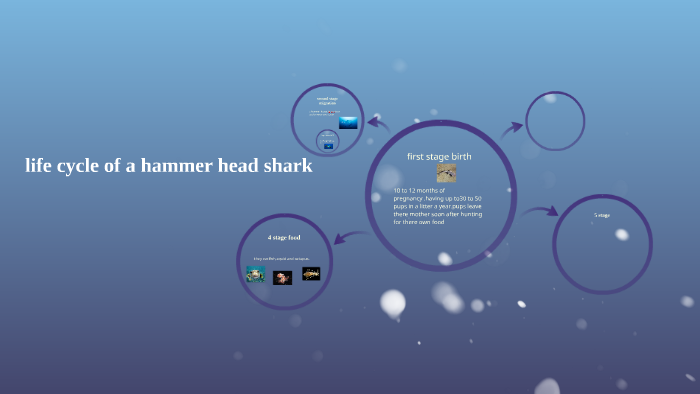 life cycle of a hammer head shark by Rob Frost on Prezi