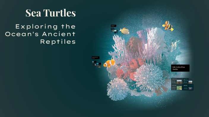 Sea Turtles by Zanilee Flowers on Prezi