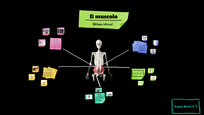 muscolo obliquo interno by Angela Minati on Prezi