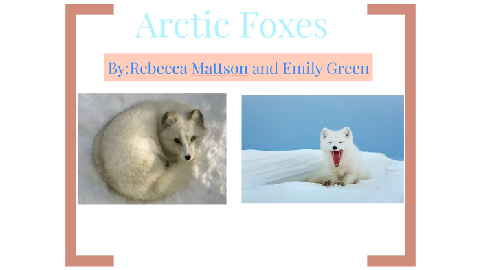 How Do Arctic Foxes Communicate