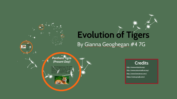Evolution of Tigers by Gianna Geoghegan on Prezi