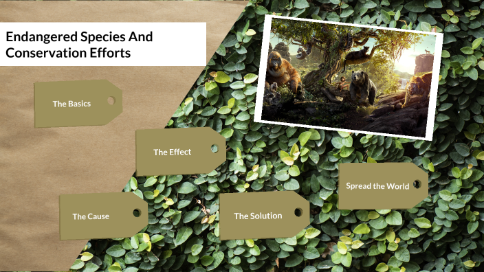 Endangered species and conservation efforts by Janani Reddy on Prezi