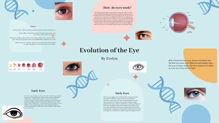 Evolution Of The Eye By Evelyn Brittenham On Prezi