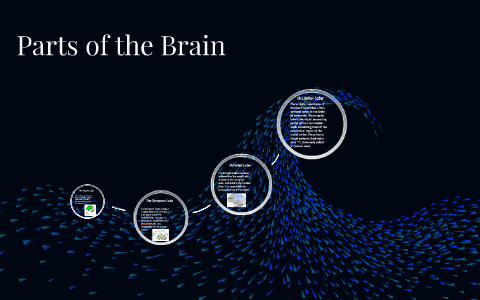 Parts of the Brain by Nathan Steeg on Prezi