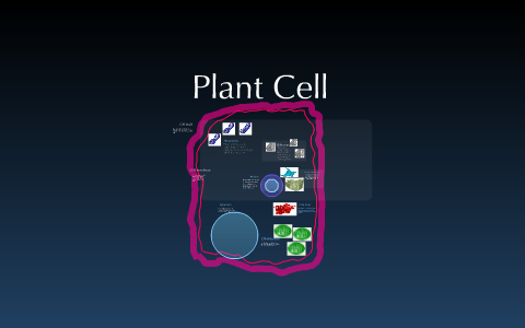 Cell Organelles by Richard Rakus