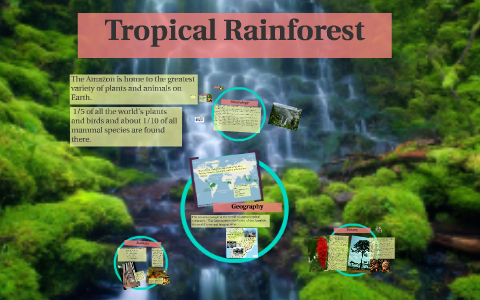 Tropical Rainforest by Alyssa Konsko