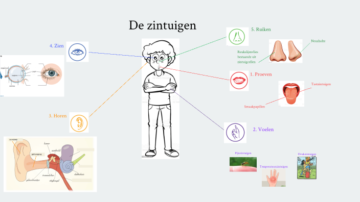 De zintuigen by Marie Decock on Prezi