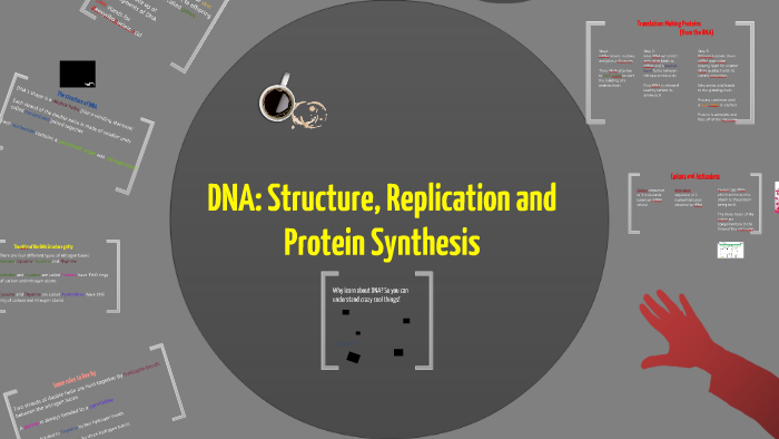 DNA: Structure, Replication and Protein Synthesis by Garin Gregory on Prezi