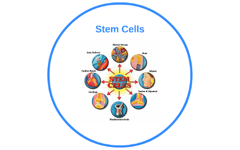 Stem Cells by Ryan Klotz on Prezi