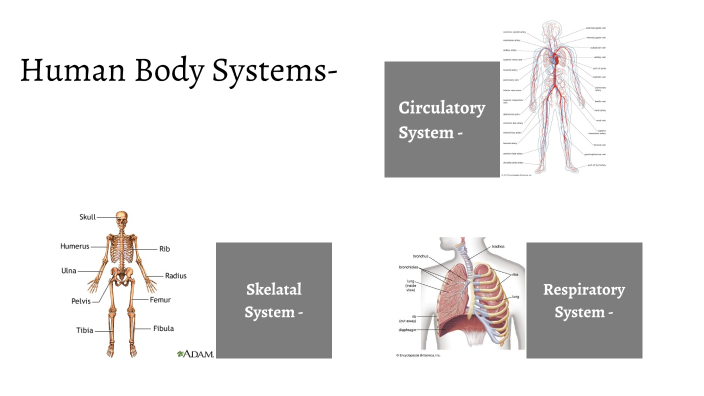 Human Body Systems by Kash Coers on Prezi Biology Diagrams