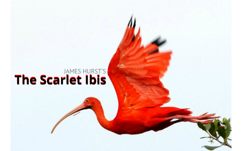 The Scarlet Ibis Prezi by Alissa McAloon on Prezi