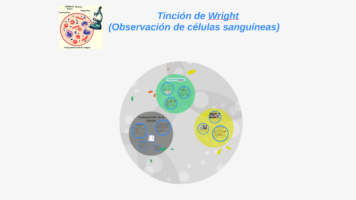 Tinción De Wright By Andrea Luna On Prezi